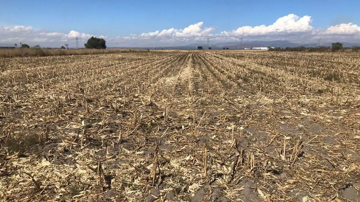 Región de Cholula baja producción de maíz y frijol por alto costo de insumos